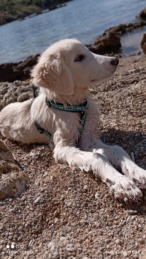 Toby meraviglioso cucciolo di 5 mesi cerca casa  Foto 5
