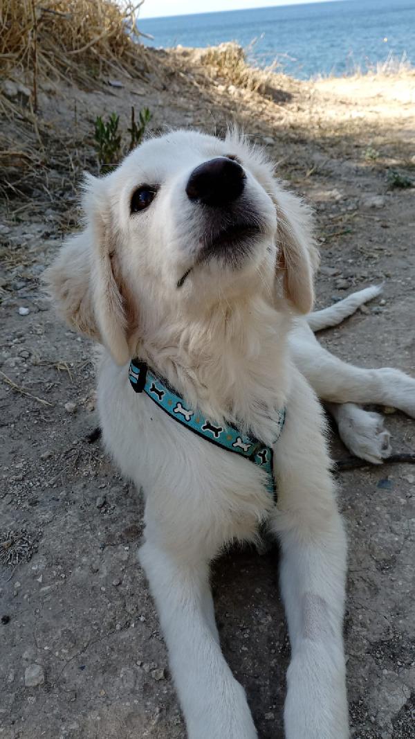 Toby meraviglioso cucciolo di 5 mesi cerca casa  Foto 7