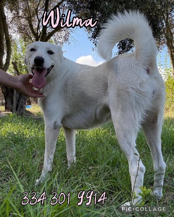 Wilma♥️diamole il calore di una casa Foto 2