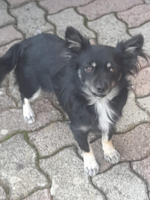 🌸 Cuky, Una Piccola Principessa In Cerca Di Casa 🌸