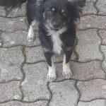 🌸 CUKY, UNA PICCOLA PRINCIPESSA IN CERCA DI CASA 🌸 Foto 2