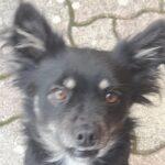 🌸 CUKY, UNA PICCOLA PRINCIPESSA IN CERCA DI CASA 🌸 Foto 3