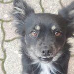 🌸 CUKY, UNA PICCOLA PRINCIPESSA IN CERCA DI CASA 🌸 Foto 4