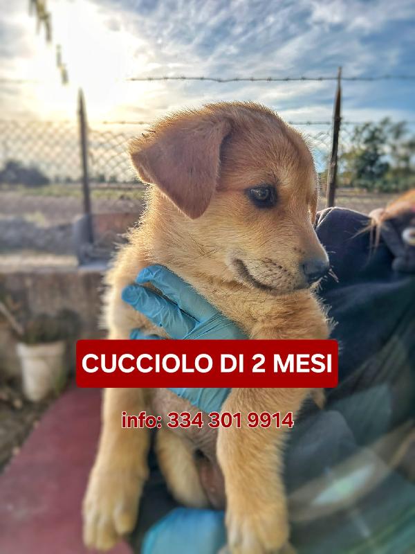 Thiago🐕🐾