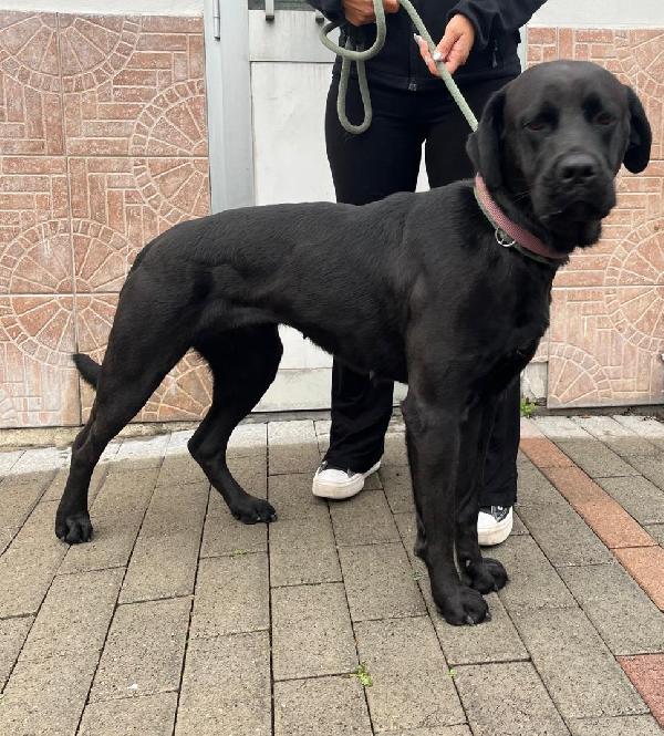 Carbonella E Tigrilla Cane Corso