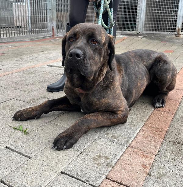 CARBONELLA E TIGRILLA CANE CORSO Foto 2
