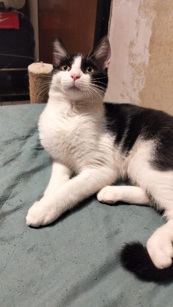 Cucciolo Maine Coon 