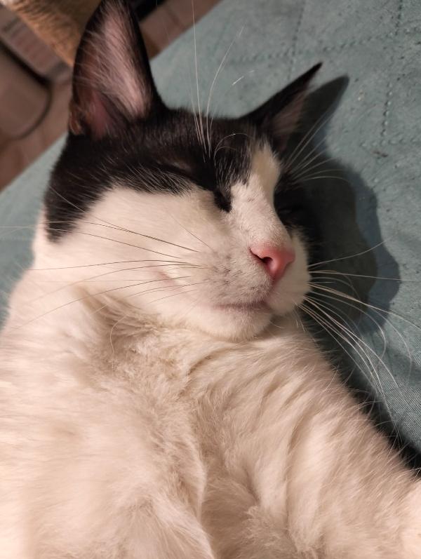 Cucciolo Maine Coon  Foto 2
