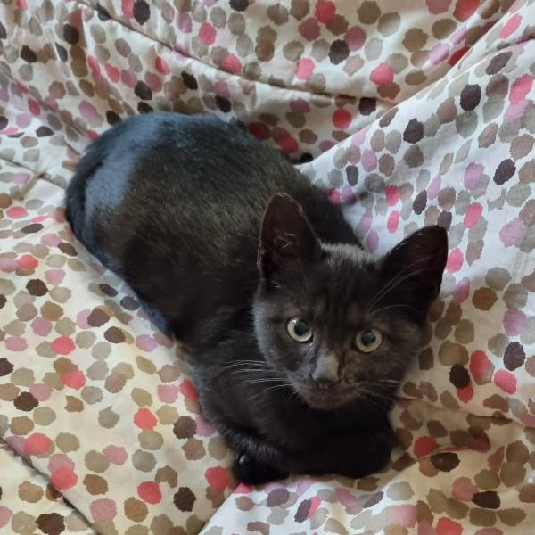 Minou: Micina Di 3 Mesi E Mezzo Cerca Fam.