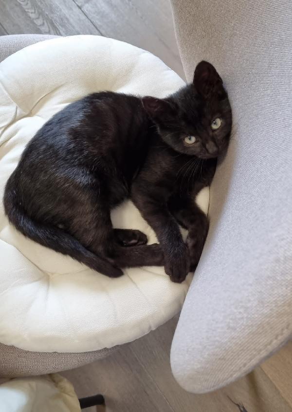 MINOU: MICINA DI 3 MESI E MEZZO CERCA FAM. Foto 2