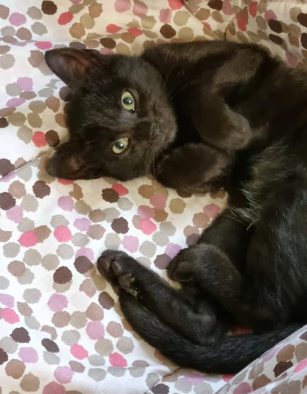 MINOU: MICINA DI 3 MESI E MEZZO CERCA FAM. Foto 3