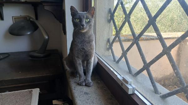 EVA: SIMILCERTOSINA DI 1 ANNO E MEZZO CERCA FAM. Foto 2