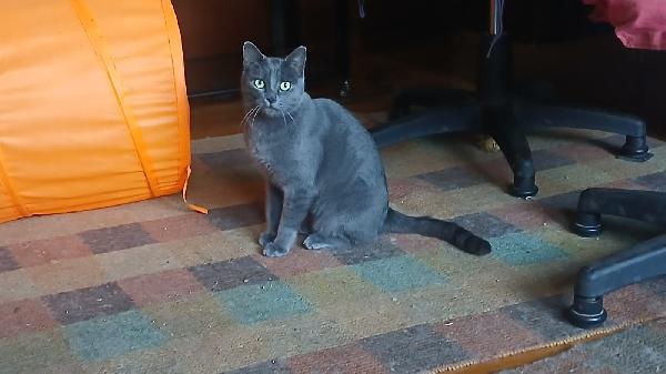EVA: SIMILCERTOSINA DI 1 ANNO E MEZZO CERCA FAM. Foto 3