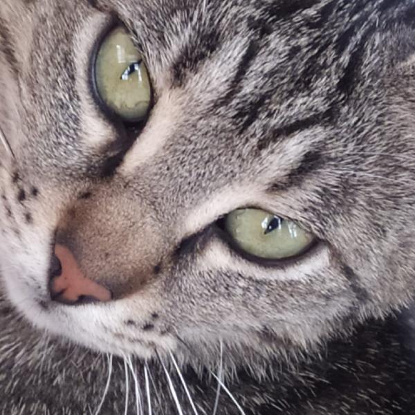 Iris: Dolcissima Micia Di 1 Anno Cerca Fam. 