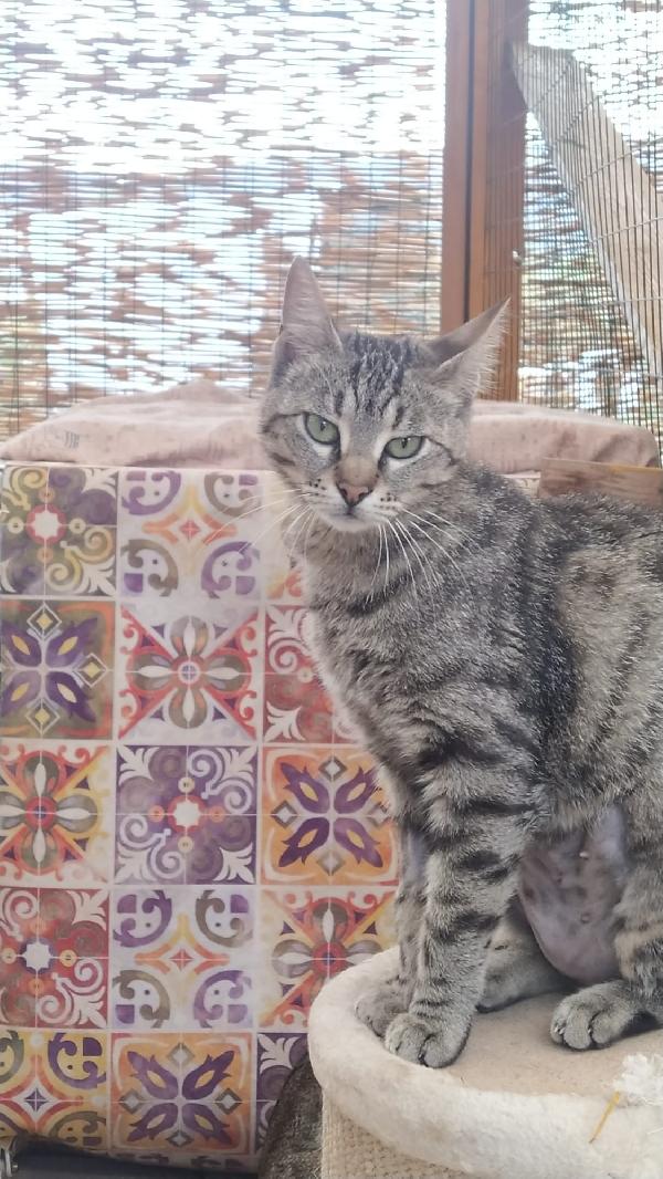 IRIS: DOLCISSIMA MICIA DI 1 ANNO CERCA FAM.  Foto 2