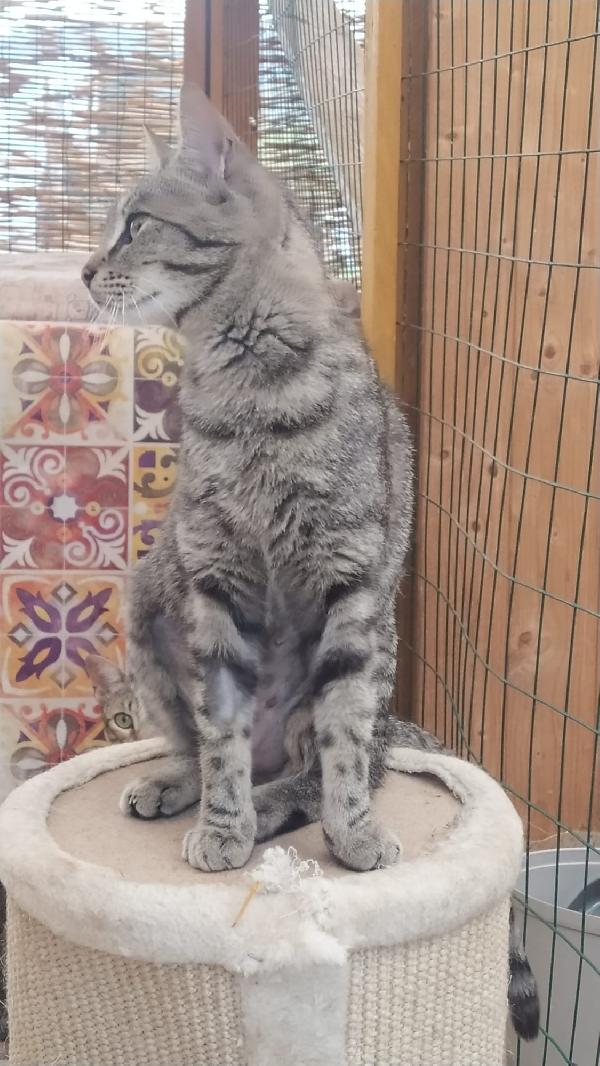 IRIS: DOLCISSIMA MICIA DI 1 ANNO CERCA FAM.  Foto 3