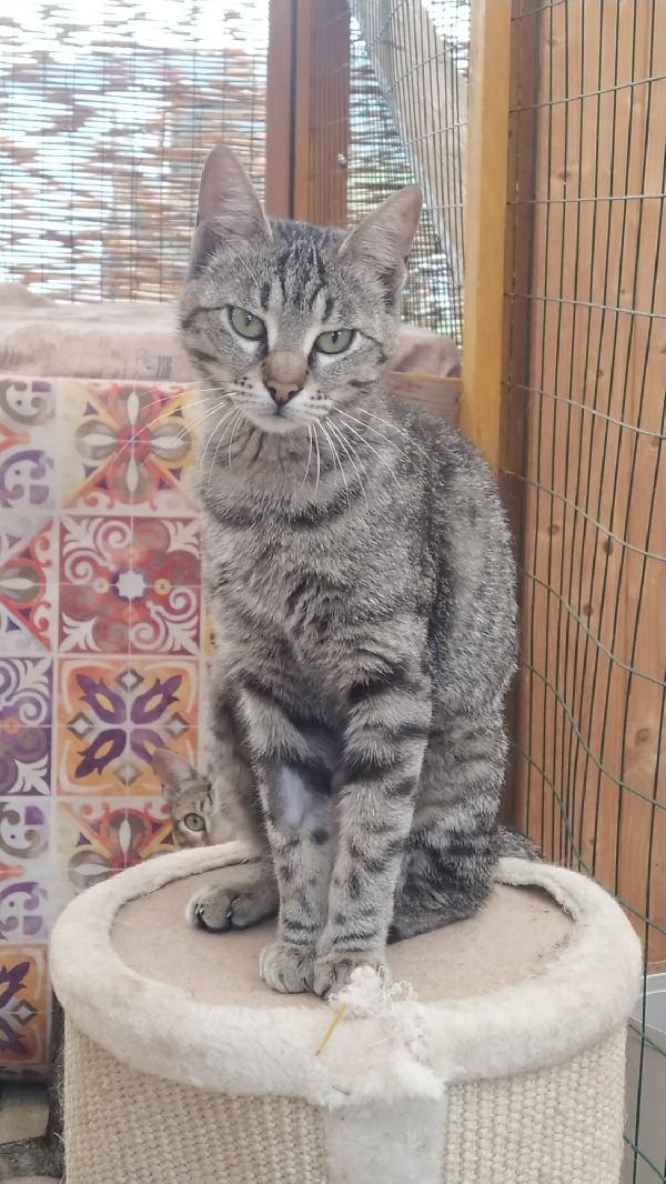 IRIS: DOLCISSIMA MICIA DI 1 ANNO CERCA FAM.  Foto 4