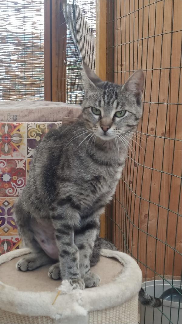 IRIS: DOLCISSIMA MICIA DI 1 ANNO CERCA FAM.  Foto 5