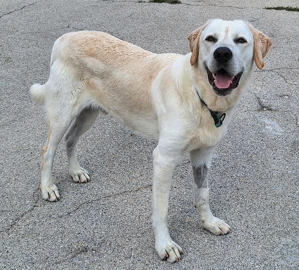 Cooper 11 mesi mix labrador  Foto 2