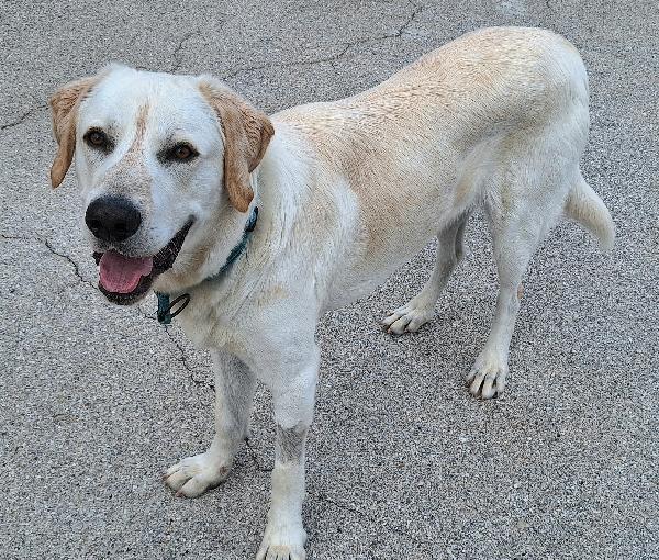 Cooper 11 mesi mix labrador  Foto 3