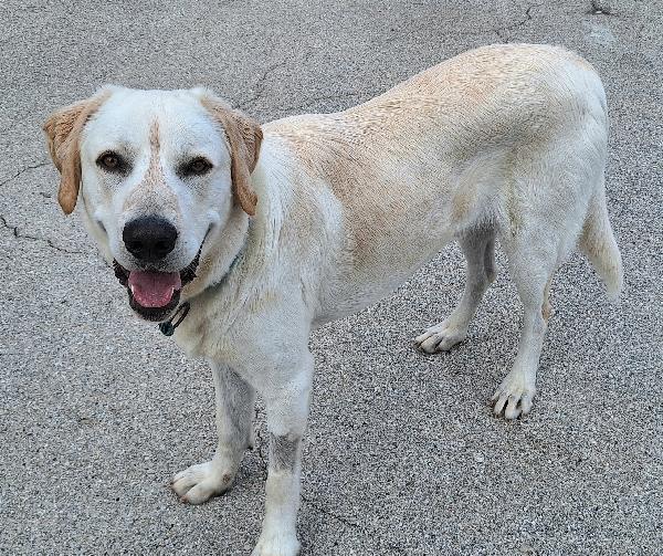 Cooper 11 mesi mix labrador  Foto 4