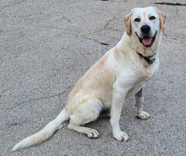 Cooper 11 mesi mix labrador  Foto 5