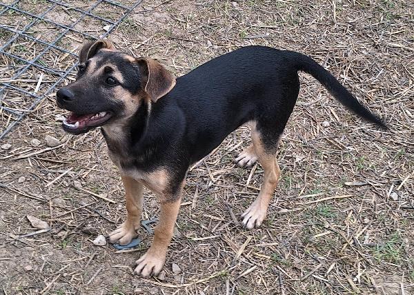 Gioia 5 mesi taglia media piccola  Foto 3