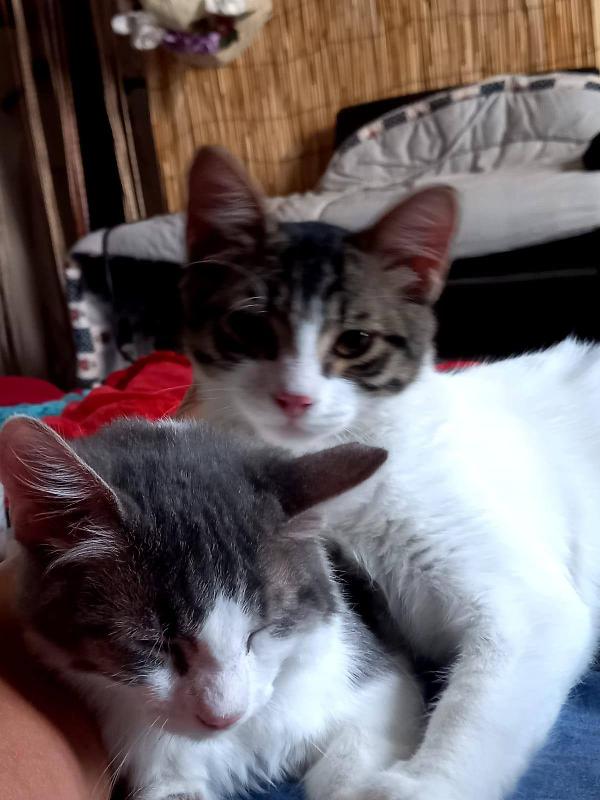 Hermes e Ares Foto 2