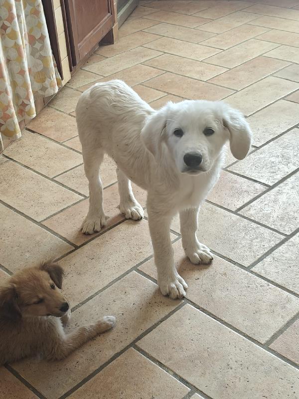 Rufus cerca famiglia  Foto 2