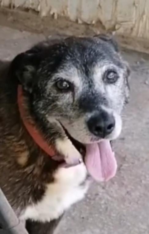 Lady 12Anni Nessuno Ha Chiamato Napoli