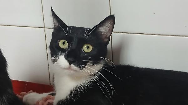 Adozione Urgente Per Mamy Micia Di 1 Anno E Mezzo
