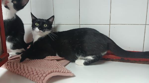 ADOZIONE URGENTE PER MAMY MICIA DI 1 ANNO E MEZZO Foto 2