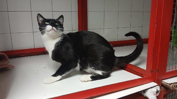 ADOZIONE URGENTE PER MAMY MICIA DI 1 ANNO E MEZZO Foto 3
