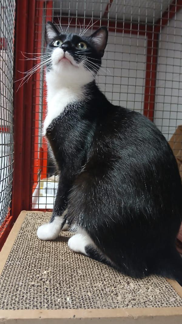 ADOZIONE URGENTE PER MAMY MICIA DI 1 ANNO E MEZZO Foto 4