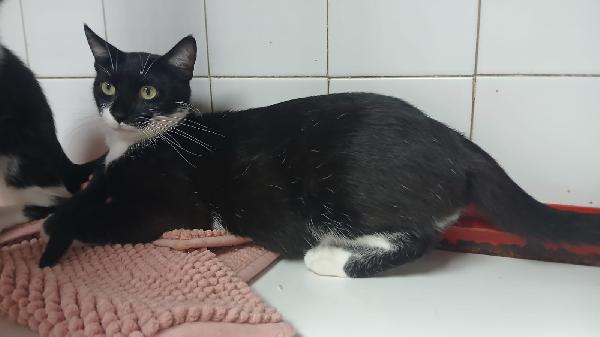 ADOZIONE URGENTE PER MAMY MICIA DI 1 ANNO E MEZZO Foto 5
