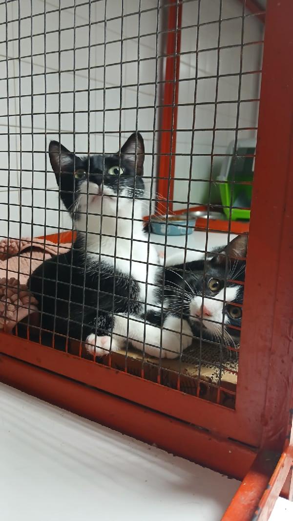 ADOZIONE URGENTE PER MAMY MICIA DI 1 ANNO E MEZZO Foto 6