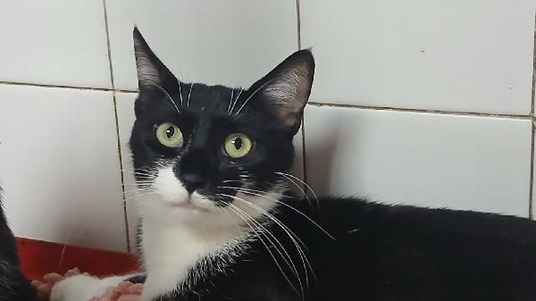 ADOZIONE URGENTE PER MAMY MICIA DI 1 ANNO E MEZZO Foto 7