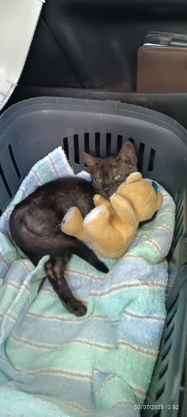 Pepe: Dolcissimo Micino Smokey Di 5 Mesi