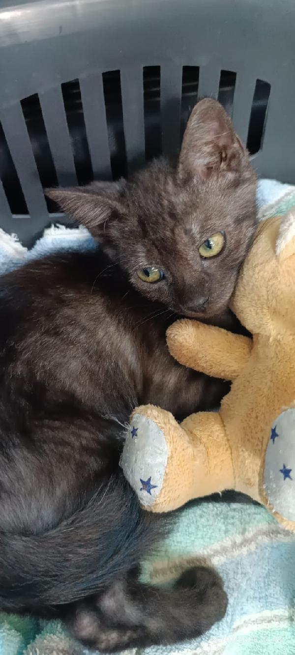 PEPE: DOLCISSIMO MICINO SMOKEY DI 5 MESI Foto 3
