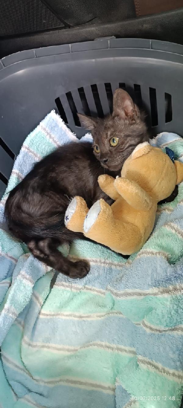 PEPE: DOLCISSIMO MICINO SMOKEY DI 5 MESI Foto 4