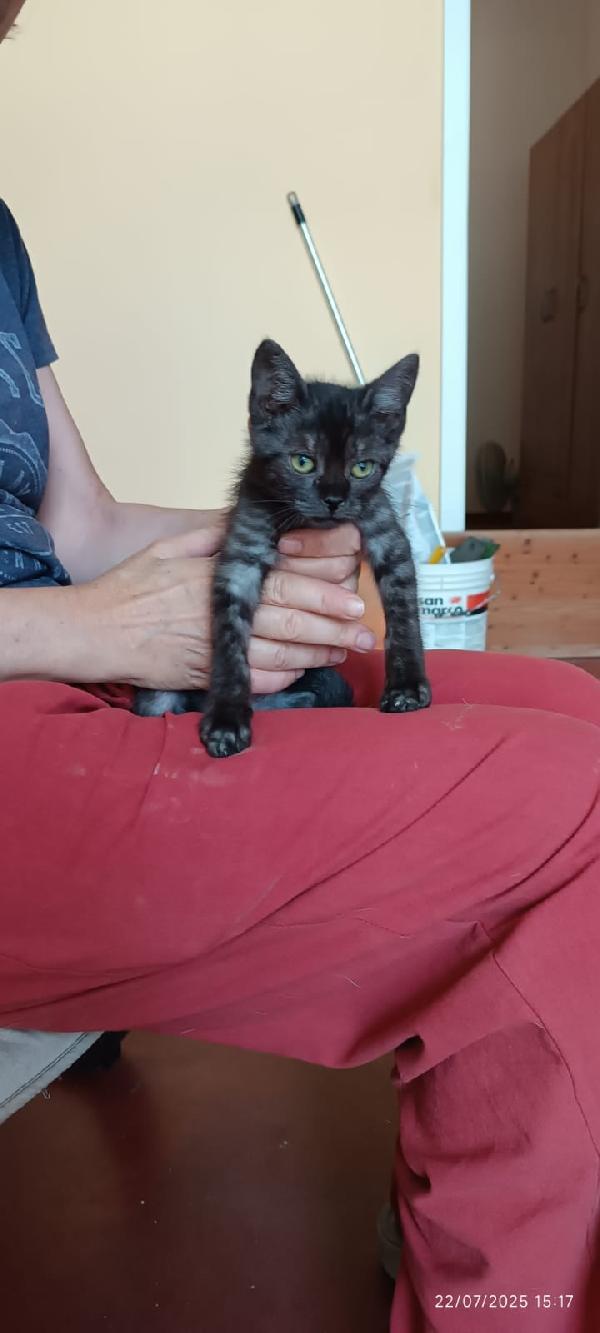 PEPE: DOLCISSIMO MICINO SMOKEY DI 5 MESI Foto 5