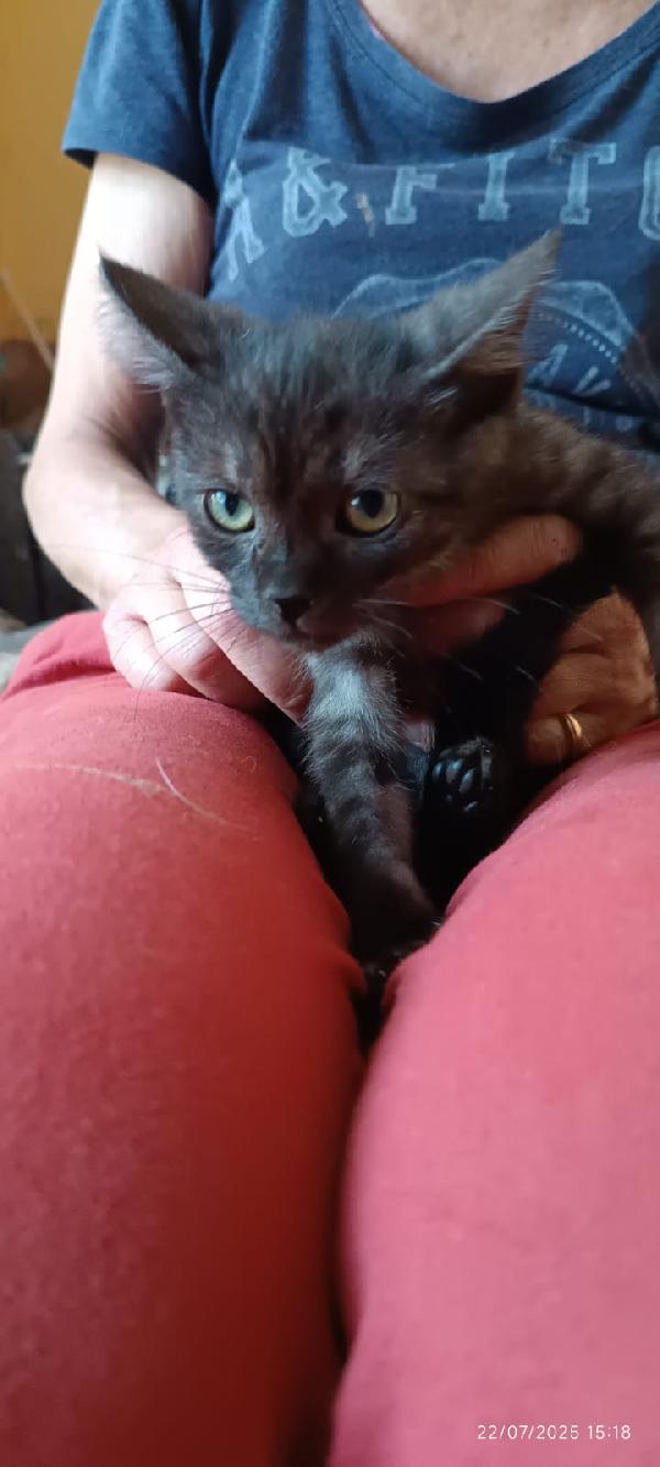 PEPE: DOLCISSIMO MICINO SMOKEY DI 5 MESI Foto 6