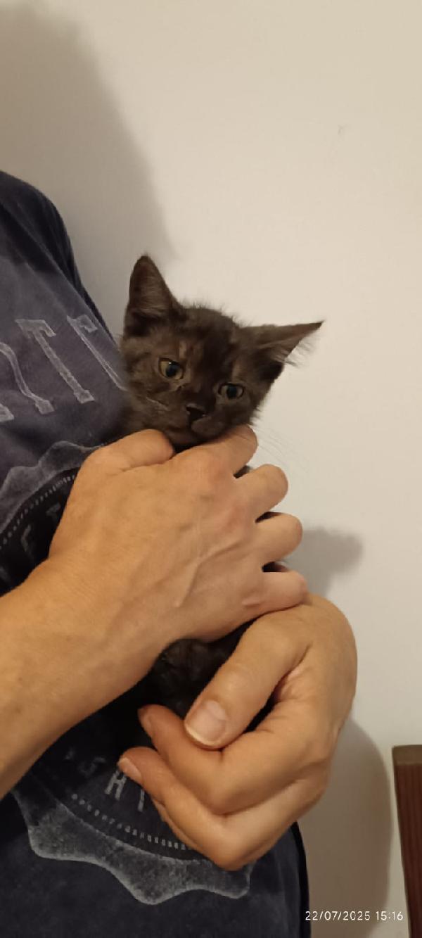 PEPE: DOLCISSIMO MICINO SMOKEY DI 5 MESI Foto 7