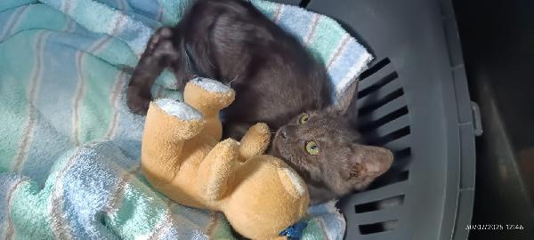 PEPE: DOLCISSIMO MICINO SMOKEY DI 5 MESI Foto 8