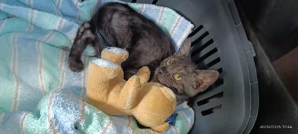 PEPE: DOLCISSIMO MICINO SMOKEY DI 5 MESI Foto 9
