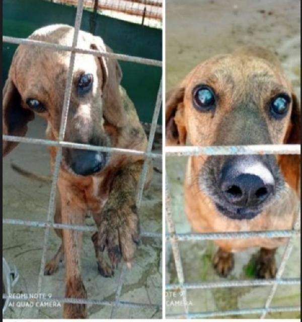 Segugio 8Anni Diventato Cieco In Canile (Xchè Non Curato)
