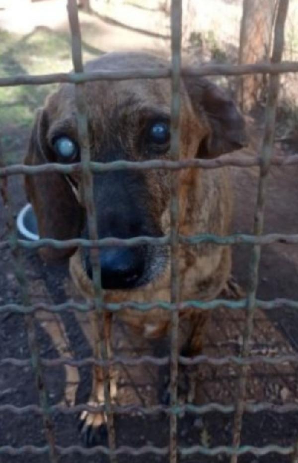 Segugio 8anni diventato CIECO IN CANILE (xchè non curato) Foto 2