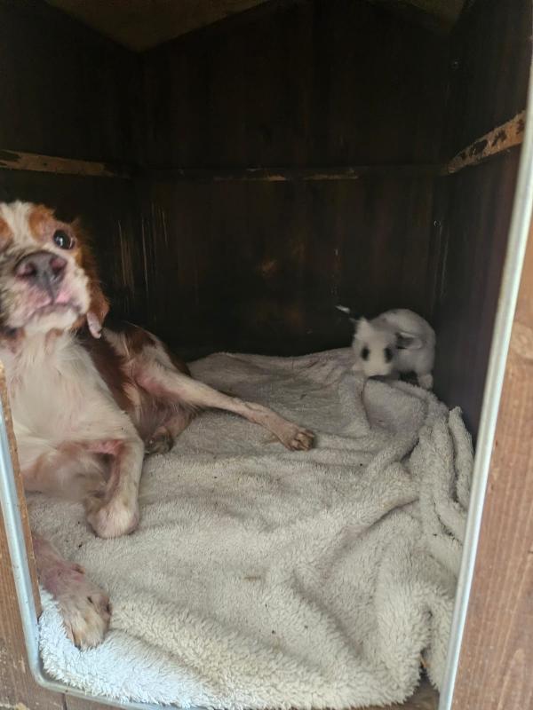 Tommy: Giovane Bretoncino Socievole Dolce