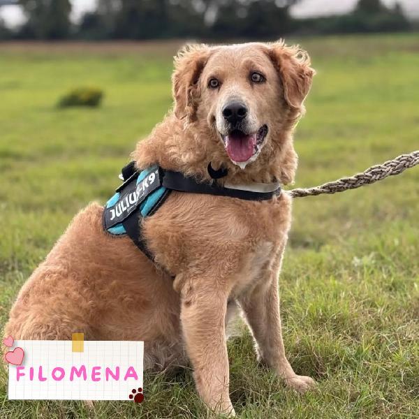 Filomena Incrocio Labrador - Golden Retriever Cerca Casa