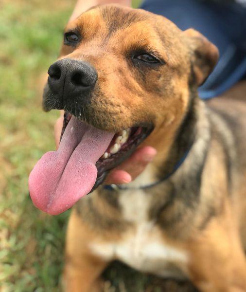 Mango, il cagnolino che si mette in posa Foto 3
